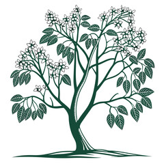 Obraz premium catalpa speciosa tree on white background 