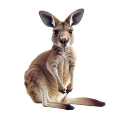 Fototapeta premium Red Kangaroo Portrait isolated on a white transparent background