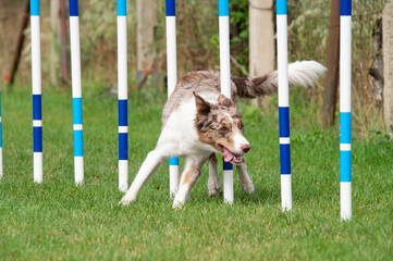 Border Collie running through weave poles during agility training on green grass, focused and full...