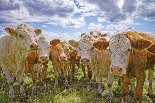 Close-up of a row of cows standing in a field in summer, East Frisia, Lower Saxony, Germany