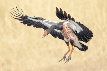 Side view of a wild magpie goose (Anseranas semipalmata) in flight with blurred grassland background, Australia
