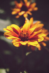 a single Heliopsis helianthoides 'BURNING HEARTS' rough oxeye, false sunflower	