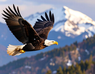 Obraz premium bald eagle in flight