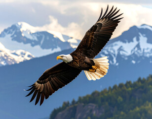 Naklejka premium american bald eagle