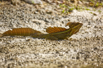 Beautiful brown basilisk on the ground.in Costa Rica