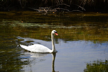 ein Schwan auf der Niers