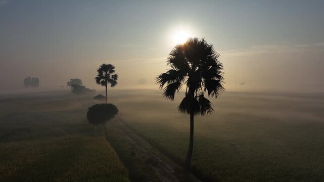 Bogura, Bangladesh - 21 August 2025: Aerial view of palm trees silhouetted against a misty sunrise, casting long shadows across the tranquil landscape.