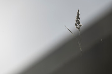 Straw casting shadows in soft light during a serene moment in Sweden's natural landscape