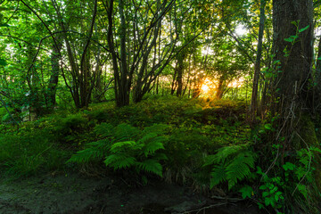 Fototapeta premium Sunset lighting up the lush greenery in a tranquil forest in Sweden during late spring