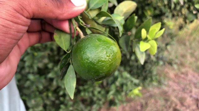 Farmer checking ripe orange in orchard ready for harvest a vibrant scene showing fresh produce and hands on agriculture, ideal for food and healthy lifestyle campaigns