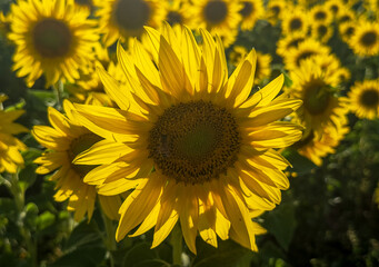 Beautiful sunflower field with suburban houses in the background in Longmont, Colorado