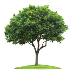 tree Majestic white oak tree isolated on transparent background