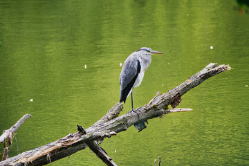 A grey heron on the Cybina River sitting on a tree submerged in the water