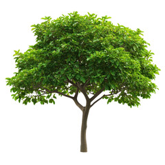 tree Majestic white oak tree isolated on transparent background
