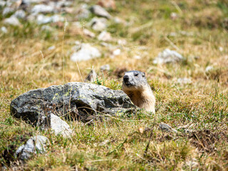 Alpine marmot in Pyrenees National Park, France