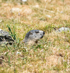 Alpine marmot peeking out of burrow in Pyrenees National Park