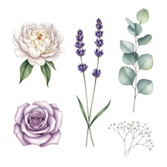 Obraz premium Watercolor floral elements peony, rose, lavender, eucalyptus, isolated on transparent background