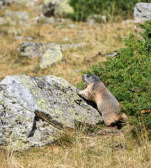 Wild Marmot on Rock in Pyrenees National Park