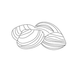 Vector illustration of a clam in detailed graphic style, isolated on a clean white background. Suitable for marine biology education, ocean life materials, and scientific projects about mollusks 