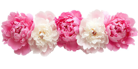 Vibrant set of lush peony blooms on pristine white