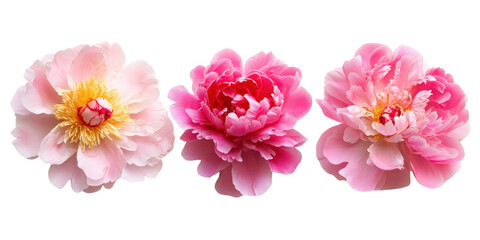 Naklejka premium Vibrant set of lush peony blooms on pristine white