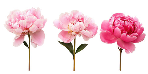 Vibrant set of lush peony blooms on pristine white