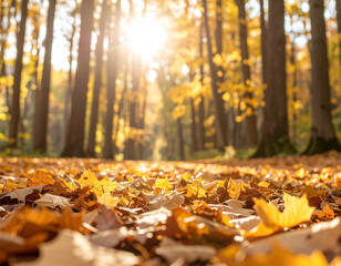 autumn leaves in the park