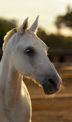 Obraz premium Close-up portrait of a majestic and beautiful white horse with a serene expression, backlit by the warm light of the sunset at golden hour.