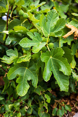 Figs hanging on tree branches