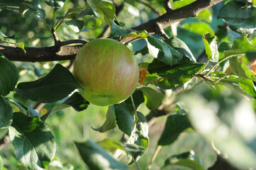 Apple tree with ripe apples in orchard. Closeup of photo.