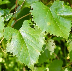 A close view of the green leaves on the tree branch.