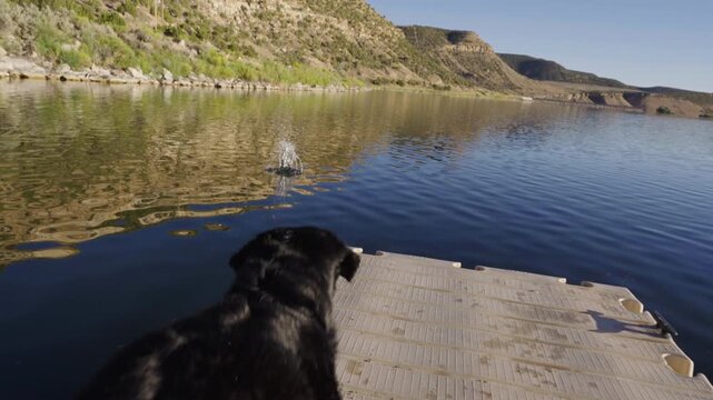 Happy Black Lab Jumping into Water off Dock Playing Fetch