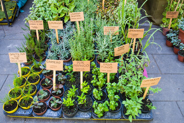 Piantine aromatiche:  lavanda dentata, salicornia, lemongrass, erba gatto,  erba fungo, pepe arancio, sambuco, lupini, origano della pampa, alchechengi, erba sale, stevia, coca cola, salvia fruttata, 