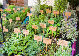 Piantine aromatiche:  lavanda dentata, salicornia, lemongrass, erba gatto,  erba fungo, pepe arancio, sambuco, lupini, origano della pampa, alchechengi, erba sale, stevia, coca cola, salvia fruttata, 