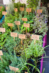 Piantine aromatiche:  lavanda dentata, salicornia, lemongrass, erba gatto,  erba fungo, pepe arancio, sambuco, lupini, origano della pampa, alchechengi, erba sale, stevia, coca cola, salvia fruttata, 