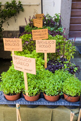 Piantine aromatiche:  lavanda dentata, salicornia, lemongrass, erba gatto,  erba fungo, pepe...