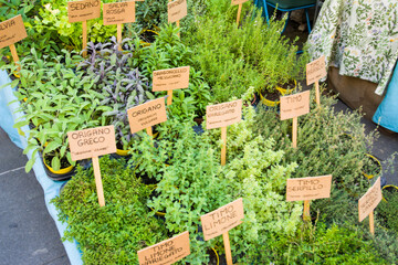 Piantine aromatiche:  lavanda dentata, salicornia, lemongrass, erba gatto,  erba fungo, pepe...