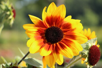 sunflower in the garden
