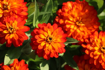 orange flowers in the garden