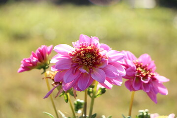 Obraz premium pink cosmos flowers in garden