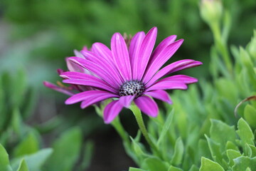 Obraz premium pink daisy flower
