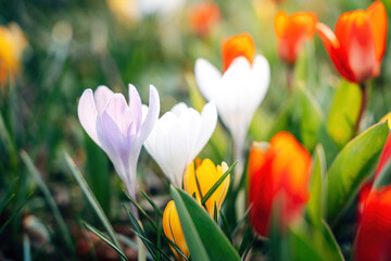Fototapeta premium Colorful Spring Flowers