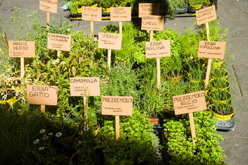 Piantine aromatiche:  lavanda dentata, salicornia, lemongrass, erba gatto,  erba fungo, pepe...