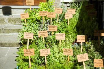 Piantine aromatiche:  lavanda dentata, salicornia, lemongrass, erba gatto,  erba fungo, pepe arancio, sambuco, lupini, origano della pampa, alchechengi, erba sale, stevia, coca cola, salvia fruttata, 