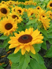 Obraz premium on the photo of a flower of sunflower against 