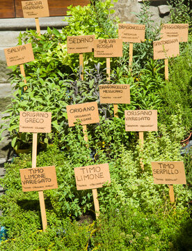 Piantine aromatiche:  lavanda dentata, salicornia, lemongrass, erba gatto,  erba fungo, pepe arancio, sambuco, lupini, origano della pampa, alchechengi, erba sale, stevia, coca cola, salvia fruttata, 