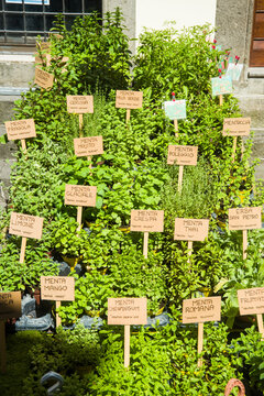 Piantine aromatiche:  lavanda dentata, salicornia, lemongrass, erba gatto,  erba fungo, pepe arancio, sambuco, lupini, origano della pampa, alchechengi, erba sale, stevia, coca cola, salvia fruttata, 