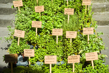 Piantine aromatiche:  lavanda dentata, salicornia, lemongrass, erba gatto,  erba fungo, pepe arancio, sambuco, lupini, origano della pampa, alchechengi, erba sale, stevia, coca cola, salvia fruttata, 