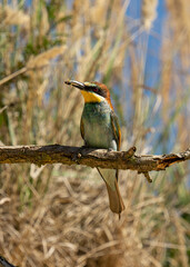 Żołna zwyczajna (Merops apiaster) karmiąca młode na gałęzi - Bee-eater