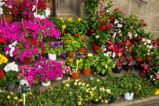 Vasi di fior&igrave; misti